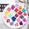 12 fleurs séchées pour résine et nail art – 6