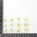 12 fleurs séchées pour résine et nail art – Couleur Beige