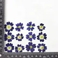 12 fleurs séchées pour résine et nail art – Couleur Dark blue