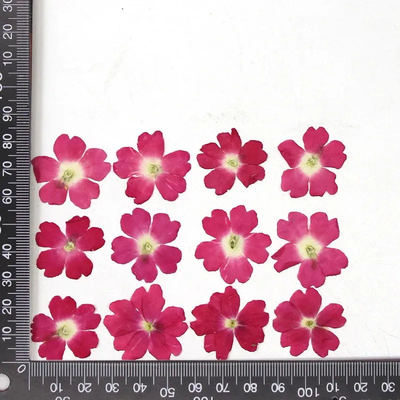 12 fleurs séchées pour résine et nail art