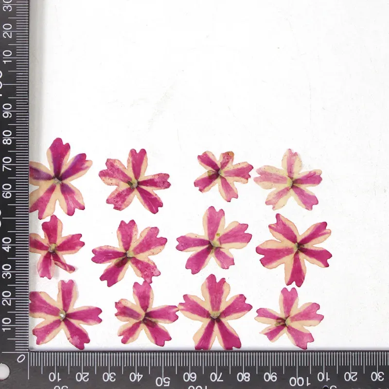 12 fleurs séchées pour résine et nail art