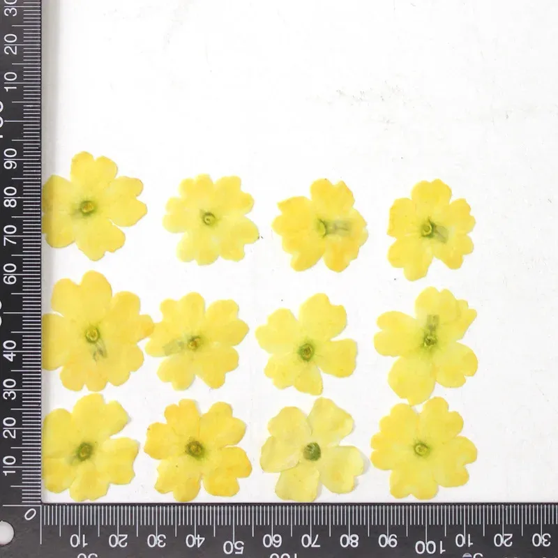 12 fleurs séchées pour résine et nail art