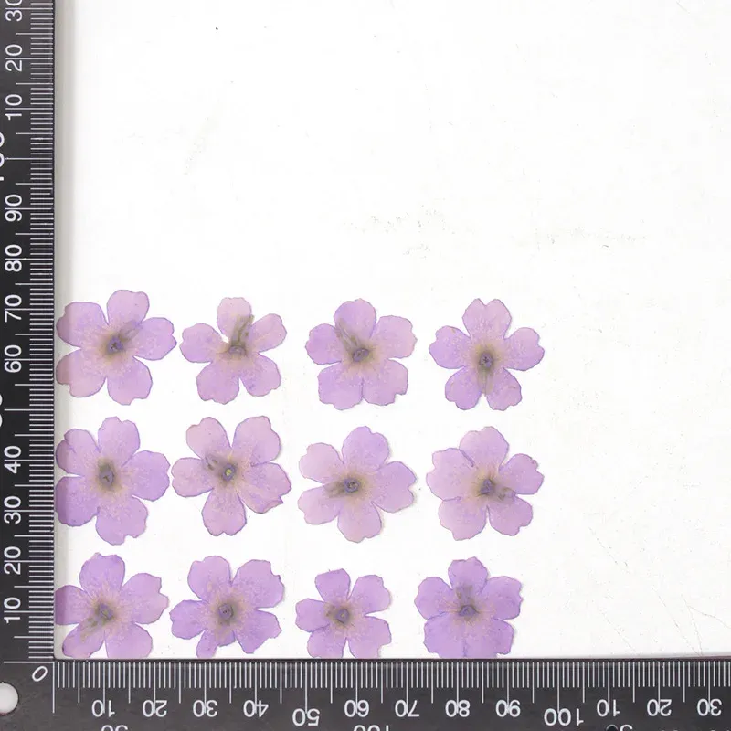 12 fleurs séchées pour résine et nail art