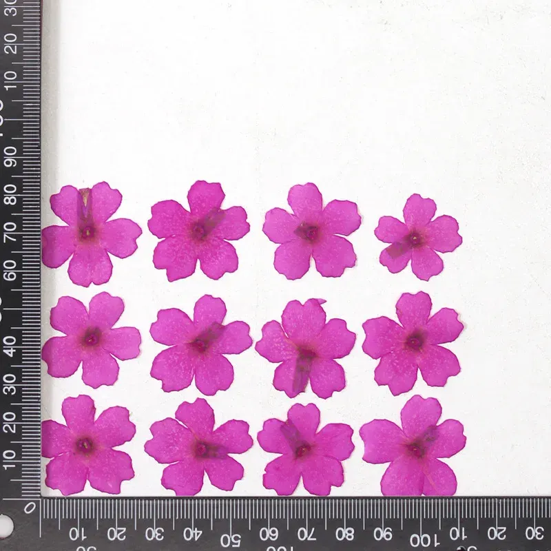 12 fleurs séchées pour résine et nail art