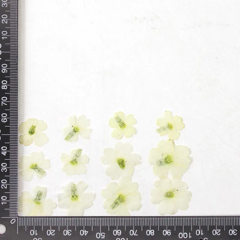 12 fleurs séchées pour résine et nail art