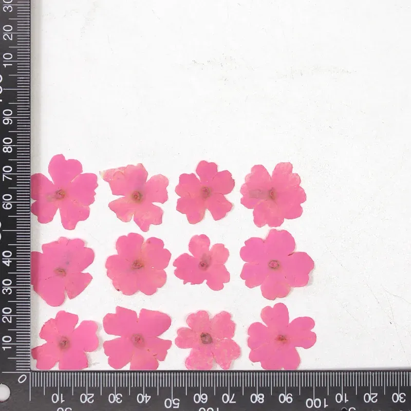 12 fleurs séchées pour résine et nail art