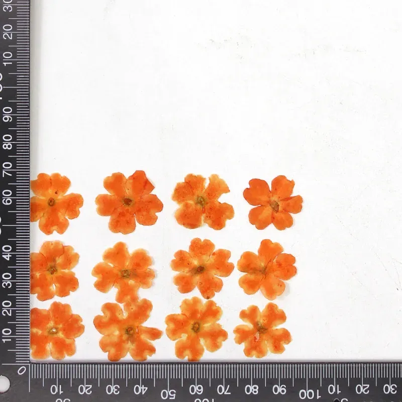 12 fleurs séchées pour résine et nail art
