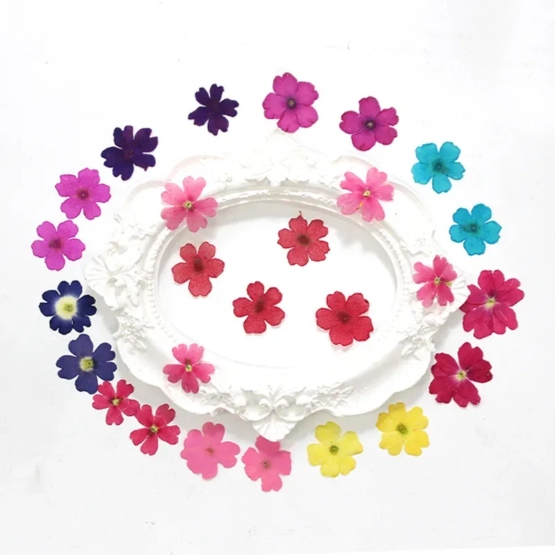 12 fleurs séchées pour résine et nail art