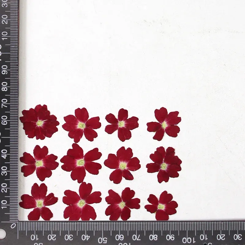 12 fleurs séchées pour résine et nail art