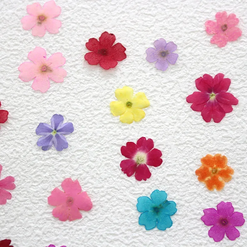12 fleurs séchées pour résine et nail art