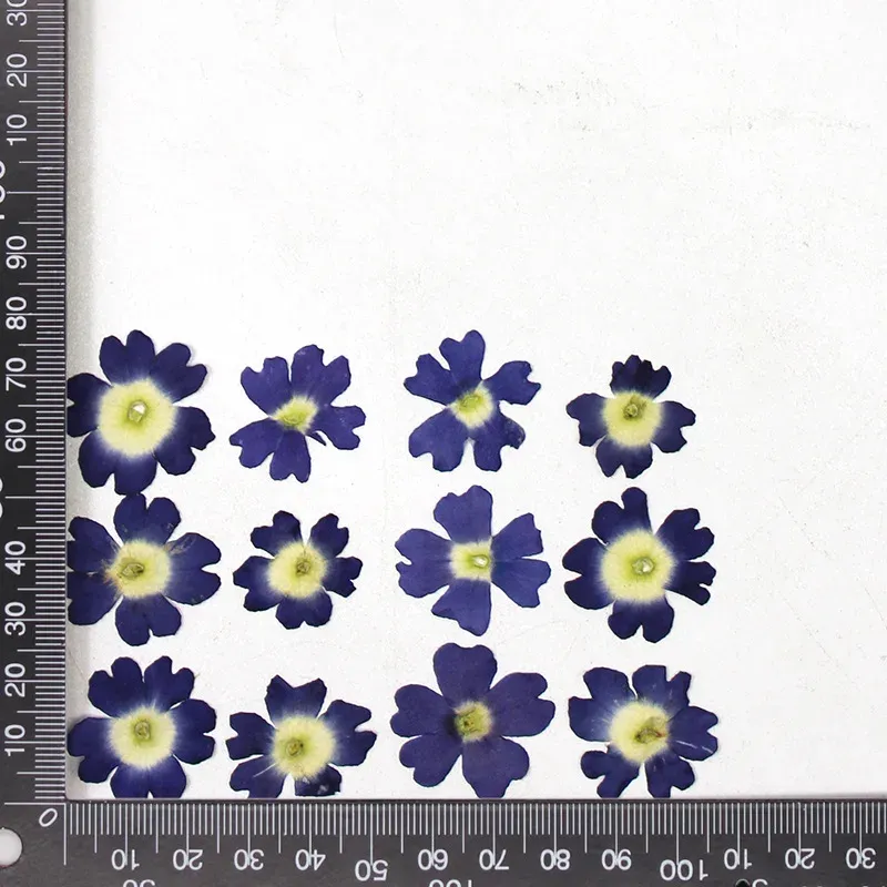 12 fleurs séchées pour résine et nail art