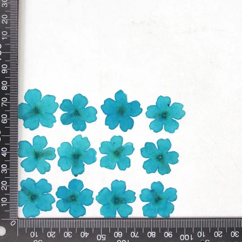 12 fleurs séchées pour résine et nail art