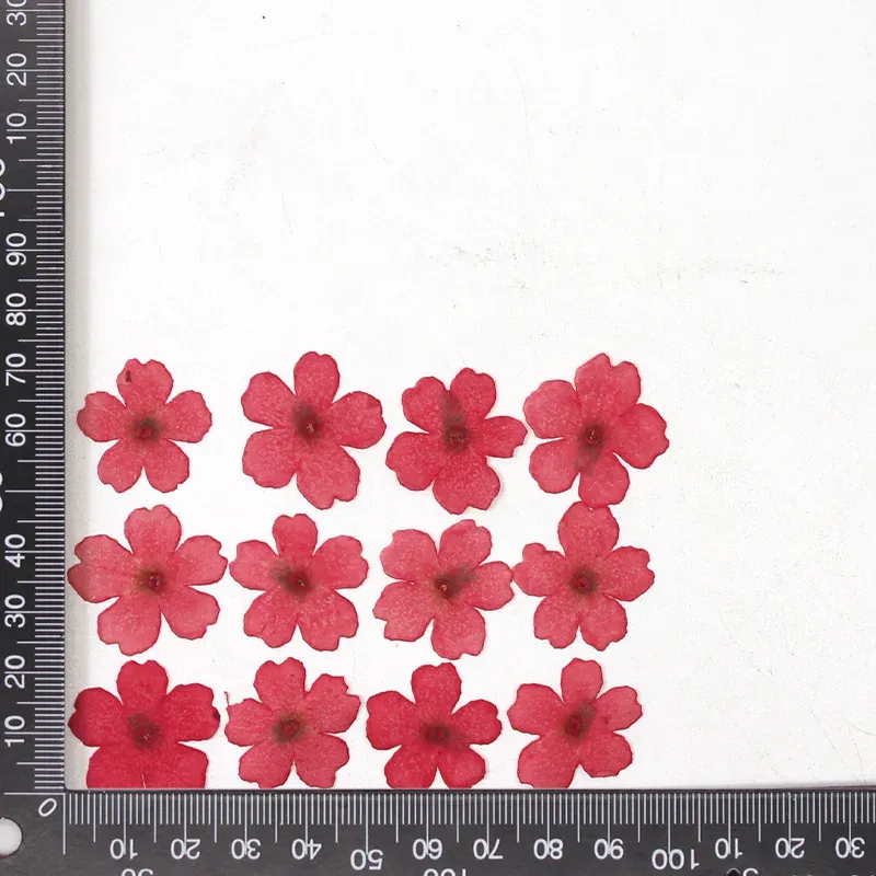 12 fleurs séchées pour résine et nail art