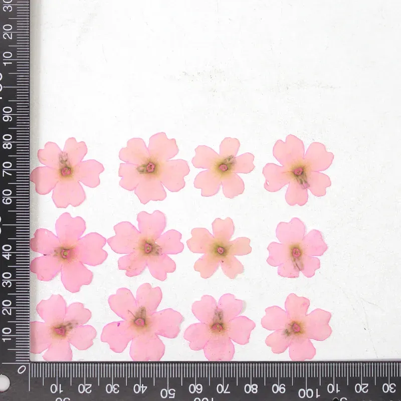 12 fleurs séchées pour résine et nail art