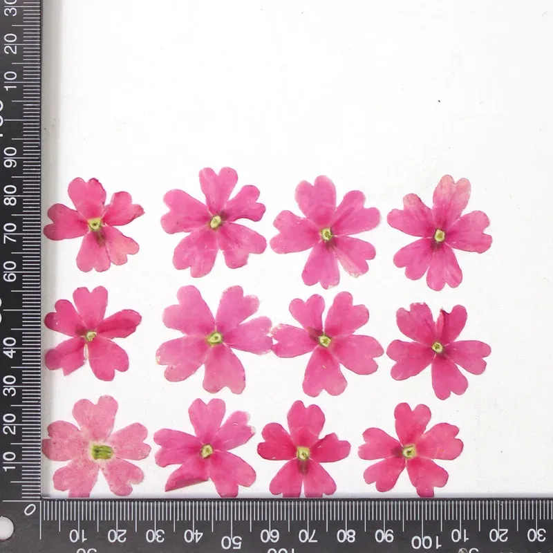 12 fleurs séchées pour résine et nail art