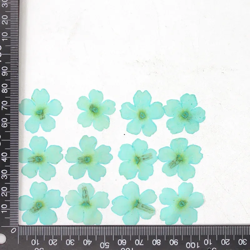 12 fleurs séchées pour résine et nail art
