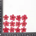 12 fleurs séchées pour résine et nail art – Couleur Dyed red (dyed)
