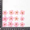 12 fleurs séchées pour résine et nail art – Couleur Light pink (dyed)