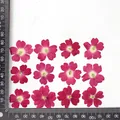 12 fleurs séchées pour résine et nail art – Couleur Light powder (dyed)