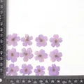 12 fleurs séchées pour résine et nail art – Couleur Light purple (dyed)