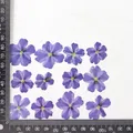 12 fleurs séchées pour résine et nail art – Couleur Lollipop blue purple