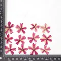 12 fleurs séchées pour résine et nail art – Couleur Lollipop Purple Red