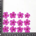 12 fleurs séchées pour résine et nail art – Couleur Peach (dyed)