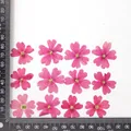 12 fleurs séchées pour résine et nail art – Couleur Rose red big