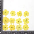 12 fleurs séchées pour résine et nail art – Couleur Yellow (dyed)