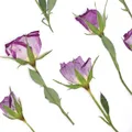 120 fleurs séchées pressées pour résine et bijoux – 1