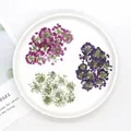 120 fleurs séchées pressées pour résine et bijoux – 2