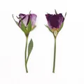 120 fleurs séchées pressées pour résine et bijoux – 4