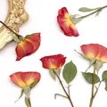 120 fleurs séchées pressées pour résine et bijoux – 5