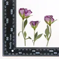 120 fleurs séchées pressées pour résine et bijoux – 6