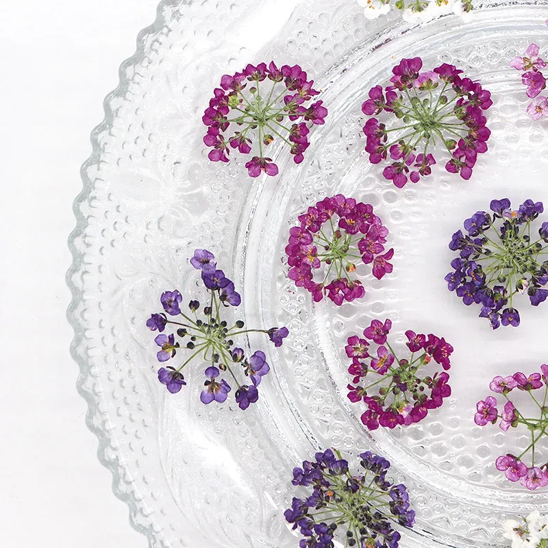120 fleurs séchées pressées pour résine et bijoux