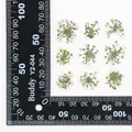 120 fleurs séchées pressées pour résine et bijoux – Couleur BLANC