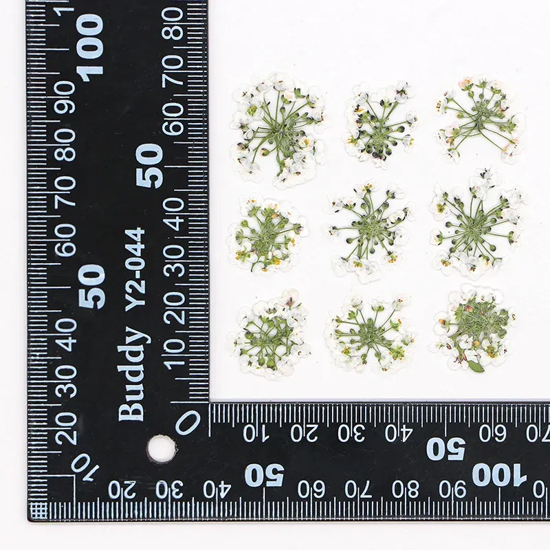 120 fleurs séchées pressées pour résine et bijoux