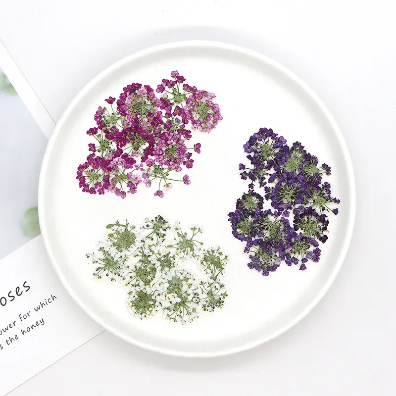 120 fleurs séchées pressées pour résine et bijoux