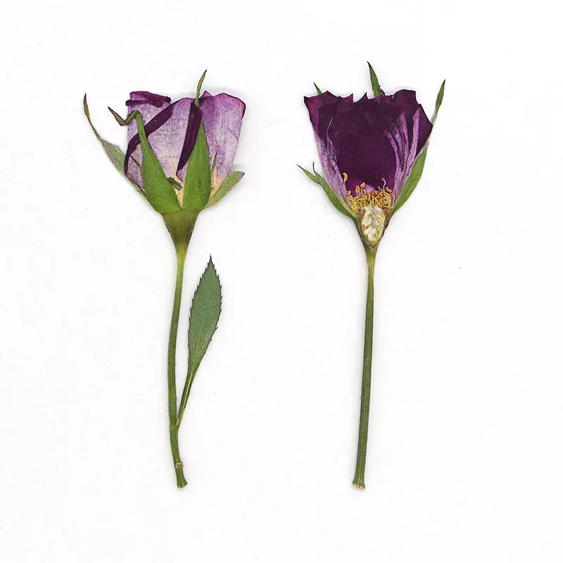 120 fleurs séchées pressées pour résine et bijoux