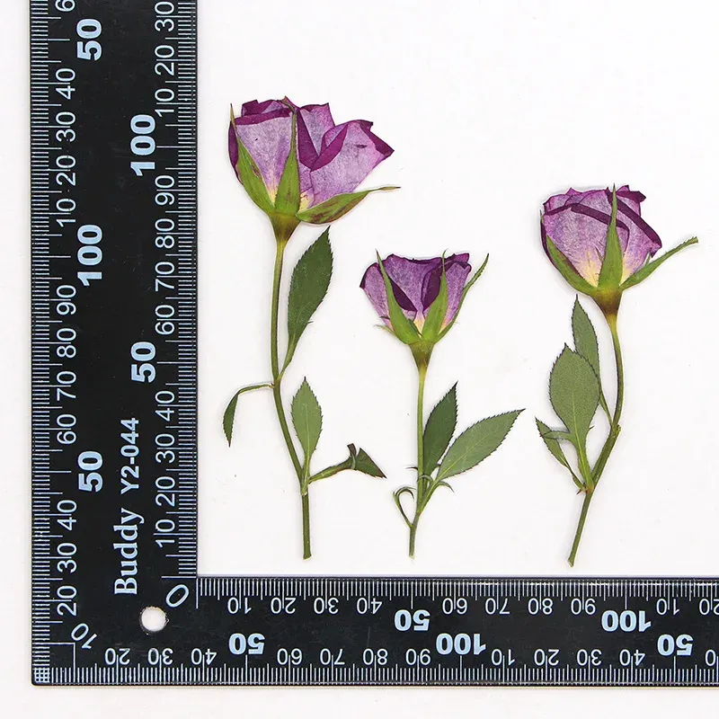 120 fleurs séchées pressées pour résine et bijoux