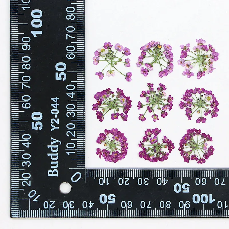 120 fleurs séchées pressées pour résine et bijoux