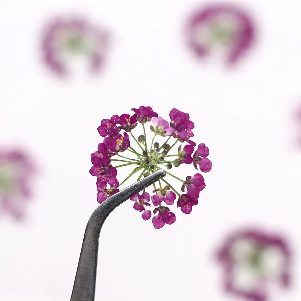 120 fleurs séchées pressées pour résine et bijoux