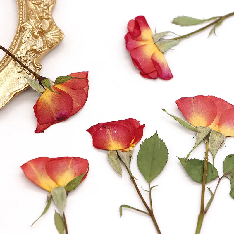 120 fleurs séchées pressées pour résine et bijoux