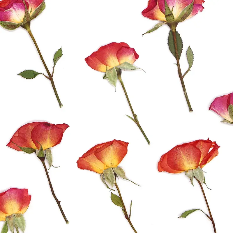 120 fleurs séchées pressées pour résine et bijoux