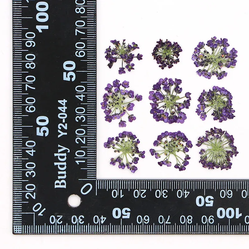 120 fleurs séchées pressées pour résine et bijoux