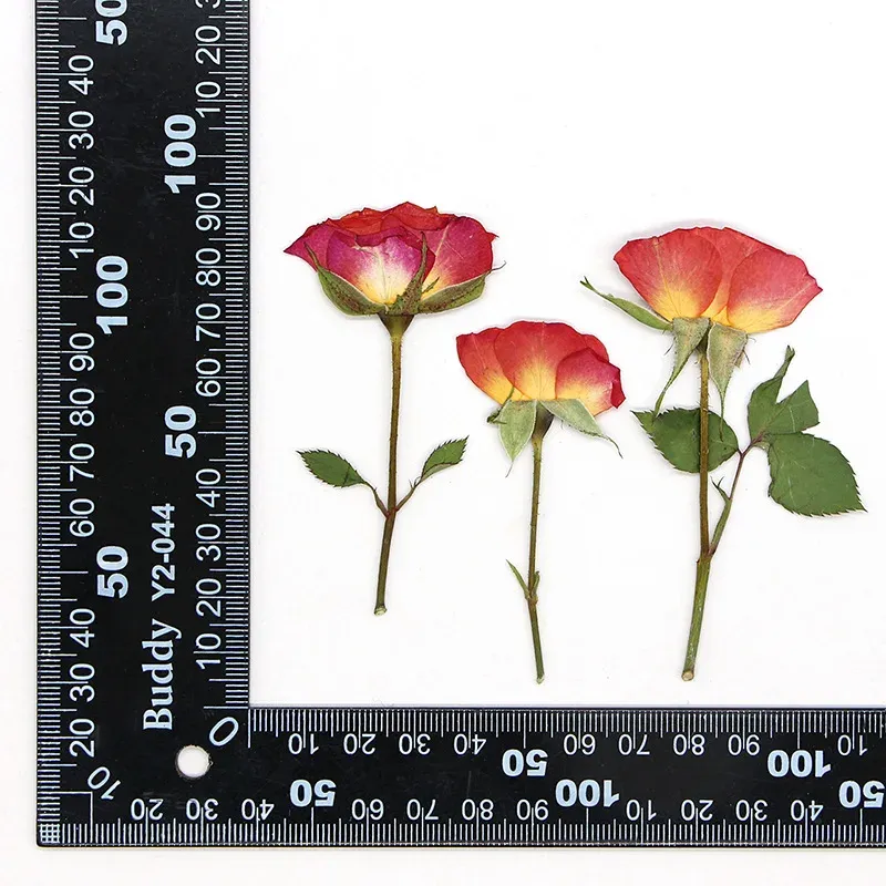 120 fleurs séchées pressées pour résine et bijoux
