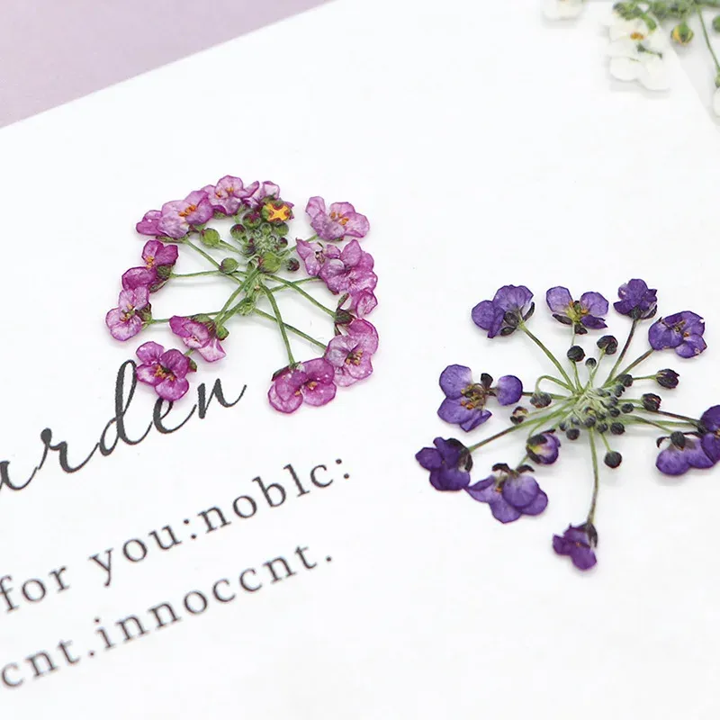 120 fleurs séchées pressées pour résine et bijoux