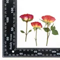 120 fleurs séchées pressées pour résine et bijoux – Couleur Orange