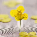 120 petites fleurs séchées pressées pour résine et bijoux – 4