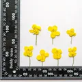 120 petites fleurs séchées pressées pour résine et bijoux – 5